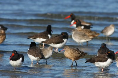 Marbled Godwit