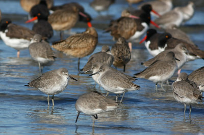 Western Willets