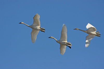 Tundra Swans