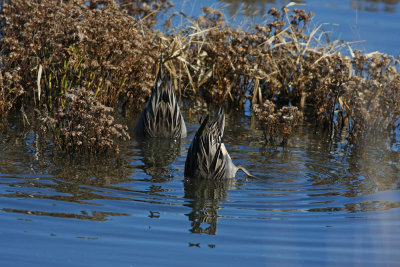 Northern Pintail butts!