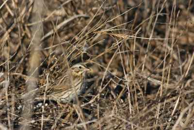 Ipswich Savannah Sparrow