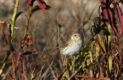 Ipswich Savannah Sparrow