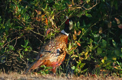 Ring-necked Pheasant