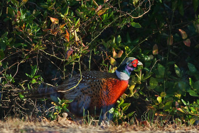 Ring-necked Pheasant
