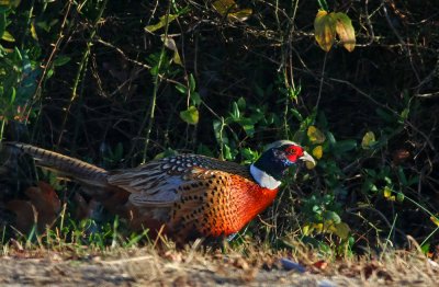 Ring-necked Pheasant