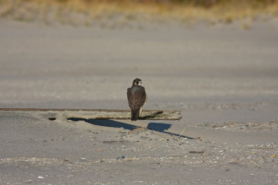 Peregrine Falcon