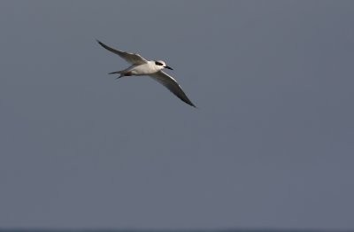 Forster's Tern