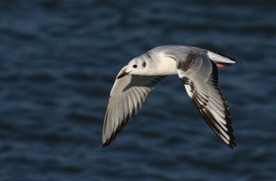 Bonaparte's Gull