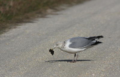 Herring Gull