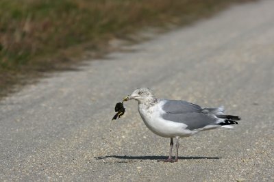 Herring Gull