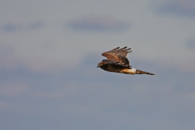 Northern Harrier