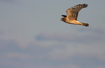Northern Harrier