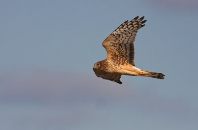 Northern Harrier