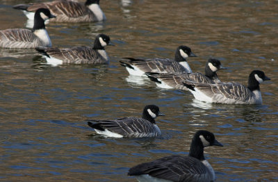 Cackling Geese