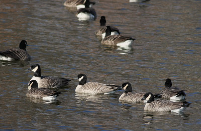 Cackling Geese