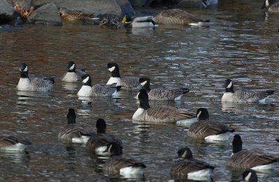 Cackling Geese