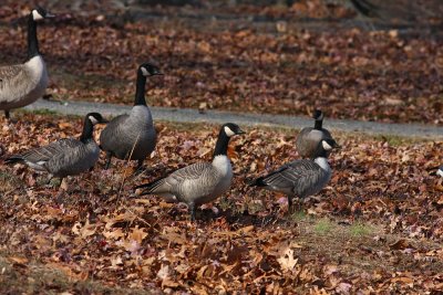 Cackling Geese