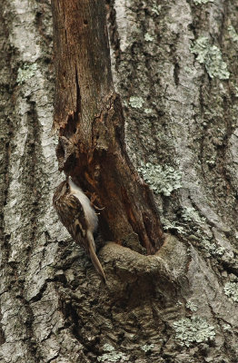 Brown Creeper