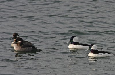 Buffleheads
