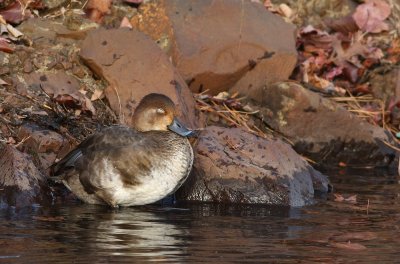 Redhead (Female)