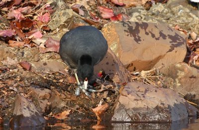 American Coot