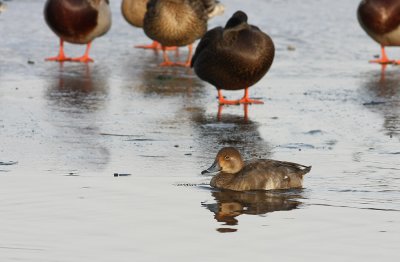 Redhead (Female)