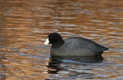 American Coot
