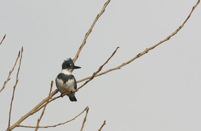 Belted Kingfisher (male)