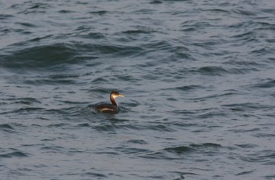 Red-necked Grebe