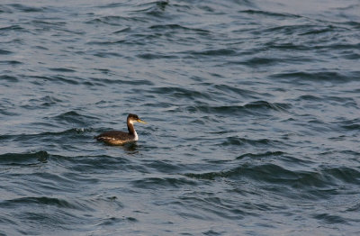 Red-necked Grebe