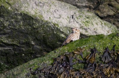 Ipswich Savannah Sparrow