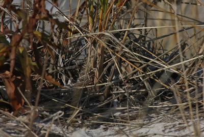 Ipswich Savannah Sparrow