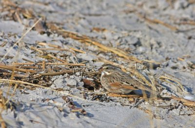 Ipswich Savannah Sparrow