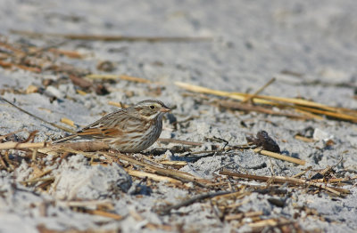 Ipswich Savannah Sparrow