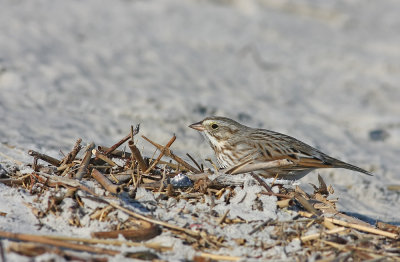 Ipswich Savannah Sparrow