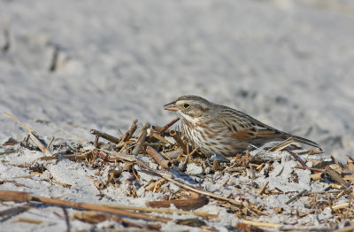 Ipswich Savannah Sparrow