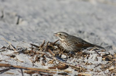 Ipswich Savannah Sparrow