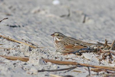 Ipswich Savannah Sparrow