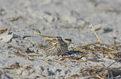 Ipswich Savannah Sparrow