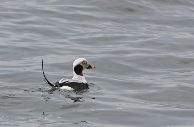 Oldsquaw (adult male)