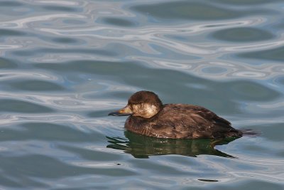 Black Scoter (Female)