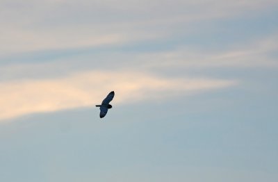 Short-eared Owl