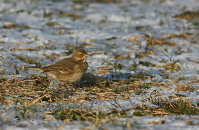 American Pipit