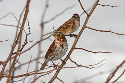 Fox Sparrow and American Tree Sparrow