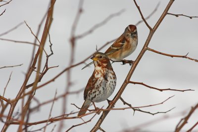 Fox Sparrow and American Tree Sparrow