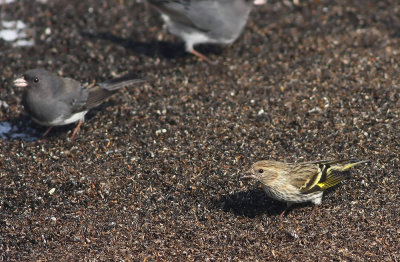 Pine Siskin