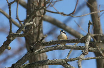 Red-breasted Nuthatch