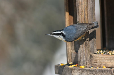Red-breasted Nuthatch