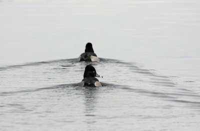 Ring-necked Ducks