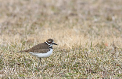 Killdeer